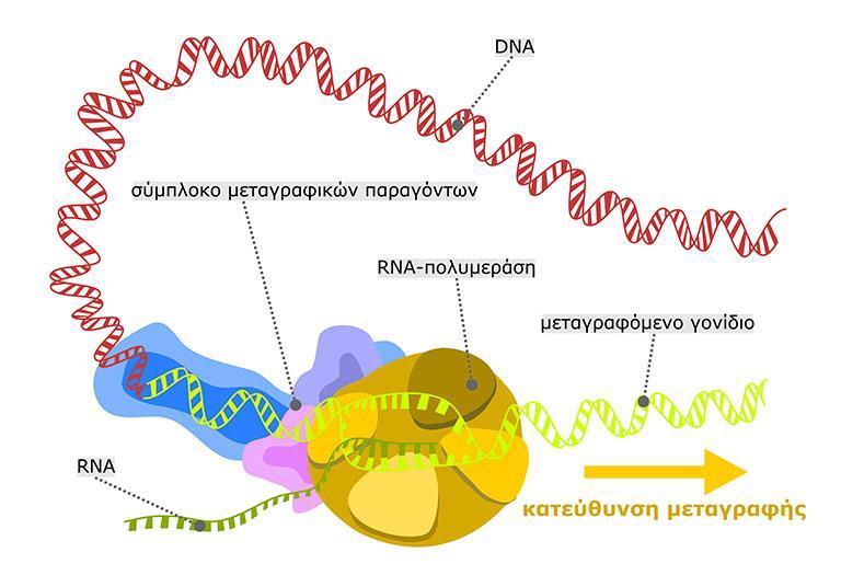 Η έναρξη της μεταγραφής από την RNA πολυμεράση προϋποθέτει τη