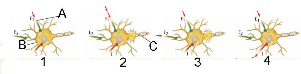 2.2.1 Paaiškinkite, kodėl: 2.2.2 Pažymėkite šį laiko tarpą paveikslėlyje. 3. Neuronai gali priimti kelis signalus vienu metu.
