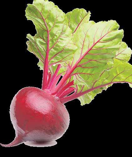 Opšte osobine Cvekla (lat.beta vulgaris) je dvogodišnja, zeljasta biljka, koja se gaji zbog zadebljalog korena i listova.