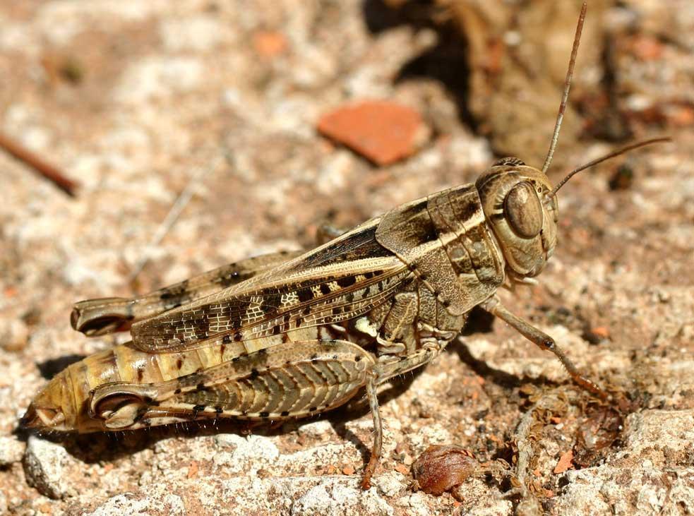 Ωοθέτης (στα θήλεα) καλά ανεπτυγμένος, μακρύς Βραχείες