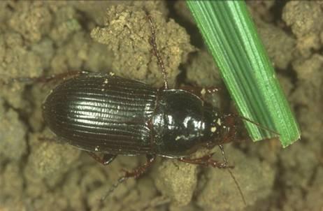 ADEPHAGA CARABIDAE 25000 είδη Με