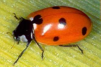 COCCINELLIDAE Πασχαλίτσες