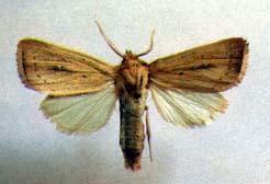 HETEROCERA NOCTUIDAE >20000 είδη,