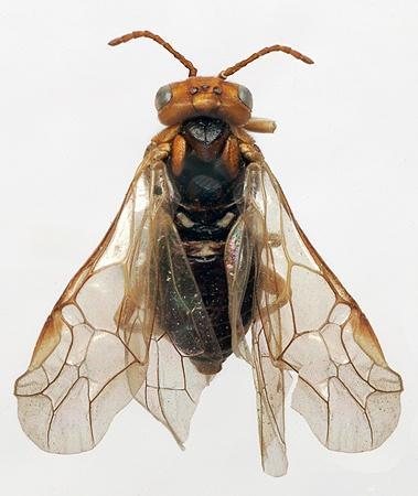 SYMPHYTA HYMENOPTERA Δύο υποτάξεις APOCRITA Κοιλία συνδεόμενη με το θώρακα με