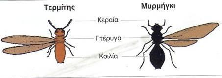 ΤΕΡΜΙΤΕΣ Κεραίες ευθείς, νηματοειδείς ή κομβολογιοειδείς Στις πτερωτές μορφές οι πρόσθιες πτέρυγες είναι περίπου ίσες