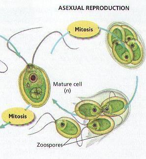 1. Αγενής ή αφυλετική αναπαραγωγή Τα θυγατρικά κύτταρα (απόγονοι) προκύπτουν μετά από μιτωτική διαίρεση του