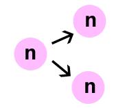 χωρίς την εναλλαγή των πυρηνικών φάσεων, καρυογαμία - μείωση) Μονοκύτταρο άτομο 1 Μίτωση 2 Μητρικό κύτταρο