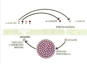 2. Διπλοβιοτικός: όταν οι πυρήνες των κυττάρων του οργανισμού είναι διπλοειδείς Γαμέτες (n) Οι γαμέτες παράγονται με μείωση Τα κύτταρα μετατρέπονται σε