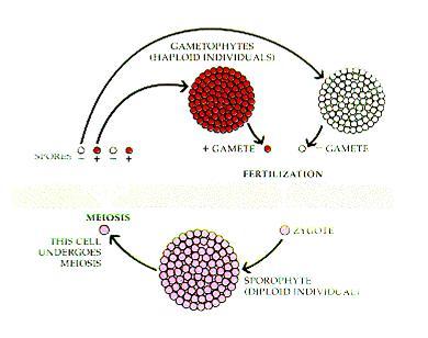 3. Απλο-διπλοβιοτικός: όταν εναλλάσσονται άτομα με απλοειδείς πυρήνες και άτομα με διπλοειδείς πυρήνες (εναλλαγή γενεών) Απλοειδής γενεά Πολυκύτταρα απλοειδή άτομα (n): Γαμετόφυτα ΜΙΤΩΣΗ + - Σπόρια