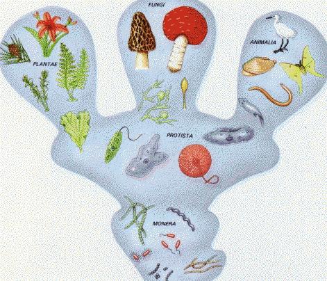 Σποριόφυτα Σπερματόφυτα όργανο διασποράς: σπόρια = μονοκύτταροι σχηματισμοί Μονήρη Monera (Προκαρυωτικοί οργανισμοί = Βακτήρια, Κυανοβακτήρια) όργανο