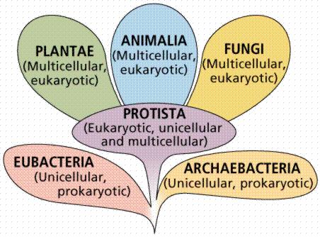 Ευκαρυωτικοί οργανισμοί Α. Βασίλειο Πρώτιστα (Protista) Β. Βασίλειο Φυτά (Plantae) Γ. Βασίλειο Ζώα (Animalia) Δ.