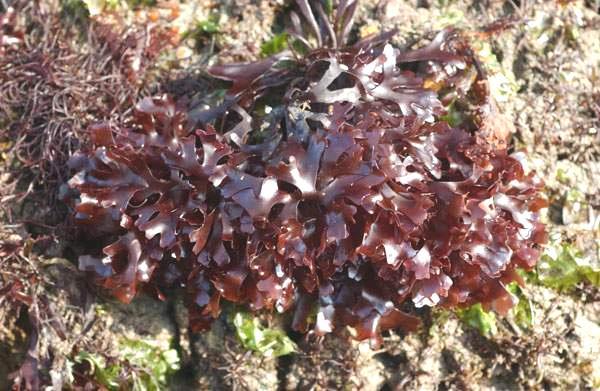 Άγαρ εξάγεται επίσης από το είδος Chondrus crispus Ιρλανδικό βρύο (Irish moss) ακτές