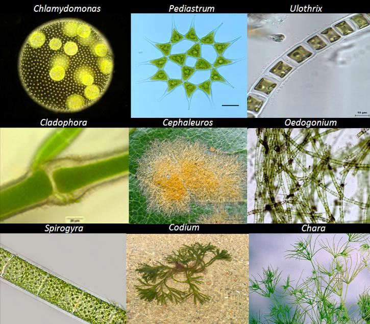 Χλωρόφυτα ή Χλωροφύκη Κλάση Chlorophyceae Αποτελούνται από είδη κυρίως των γλυκών νερών 1.