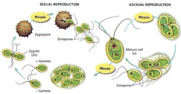 Απλοβιοτικός βιολογικός κύκλος Εγγενής αναπαραγωγή,