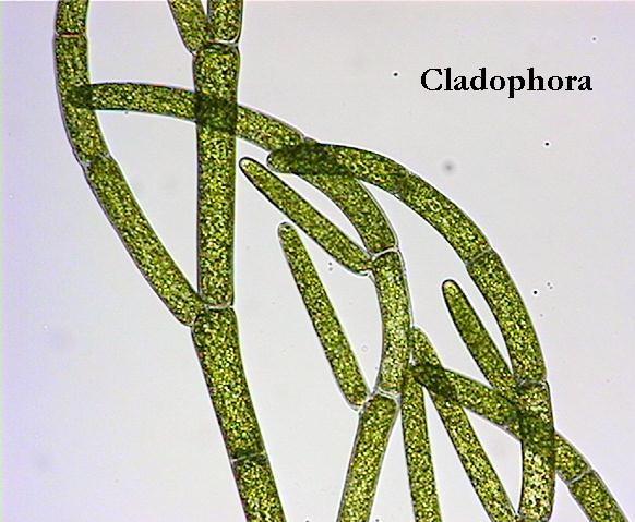 Ουλβόφυτα Κλάση Ulvophyceae Αποτελούνται από είδη κυρίως