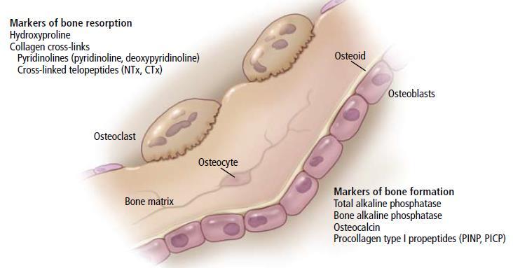 2.7 Δείκτες οστικού μεταβολισμού Όπως είδαμε στο προηγούμενο κεφάλαιο, η οστική ανακατασκευή επιτυγχάνεται με την αρμονική συνεργασία οστεοβλαστών, οστεοκυττάρων και οστεοκλαστών.