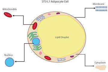 γ) Λιποκύτταρα Ο αριθμός και το μέγεθος των λιποκυττάρων αυξάνει όσο η αιμοποιητική δραστηριότητα στον μυελό των οστών ελαττώνεται με τη φυσιολογική διαδικασία της γήρανσης.
