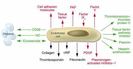 ε) Ενδοθηλιακά κύτταρα Λειτουργώντας, εν μέρει, ως φυσικός φραγμός ανάμεσα στην κοιλότητα του μυελού των οστών και την κυκλοφορία, τα ενδοθηλιακά κύτταρα εκφράζουν τους επιφανειακούς δείκτες CD34 και