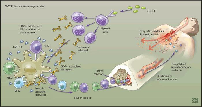 Εικόνα Γ16: Κινητοποίηση προγονικών αιμοποιητικών κυττάρων με G-CSF n.