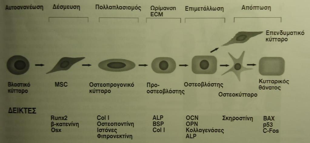 σύνθεση πρωτεϊνών της θεμέλιας ουσίας (κολλαγόνο και μη-κολλαγονικές πρωτεΐνες), καθώς και εκείνων που σχετίζονται με την ωρίμανση του οστεοειδούς, και, τέλος, εκφράζονται γονίδια υπεύθυνα για την
