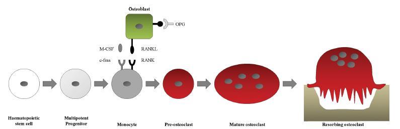 οστεοκλαστών υπό φυσιολογικές συνθήκες φαίνεται ότι ελέγχε
