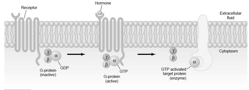 زمانی که هورمون برداشته شود و زیرواحد α با تبدیل GTP متصل به خود به GDP خود را غیرفعال کند پیامرسانی به سرعت خاتمه می یابد آنگاه زیر واحد α مجددا به زیر واحدهای γوβ می پیوندد و پروتئین غیرفعال تریمر