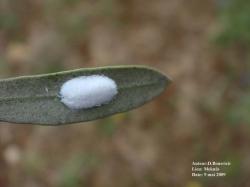 Lichtensia viburni (=Philippia oleae) (Hemiptera: Coccidae) Κυρίως