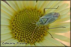 Calocoris trivialis (Hemiptera: Miridae) Ελιά (μονοφάγο) Ακμαίο: 7-8