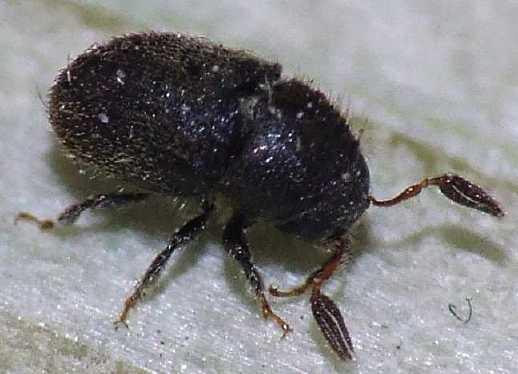 Phloetribus scarabaeoides (Coleoptera: Scolytidae) φλοιοτρίβης