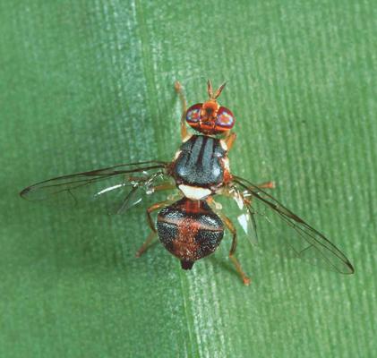 Bactrocera oleae (Diptera: Tephritidae) δάκος