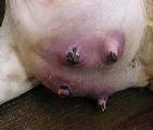 Mastita Celulita adiposis edematosa Plagă chirurgicală