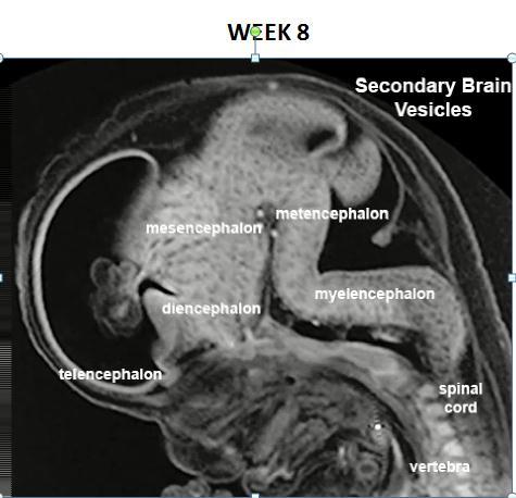 WEEK 6 5   WEEK