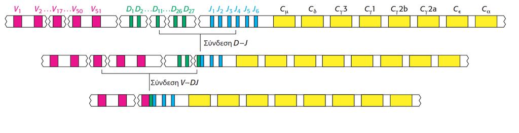 Σπλδπαζκνί βαξέσλ αιπζίδσλ: 51 x 27 x 6 = 8262 320 L αιπζίδεο x 8262 H αιπζίδεο = 2,6 10 6 ζπλδπαζκνί Η