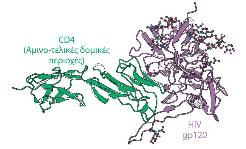 Αιιειεπίδξαζε CD4 κε