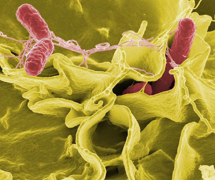 Παθογόνοι μικροοργανισμοί και Τροφικές ασθένειες Salmonella Προαιρετικά αναερόβια ραβδιά της οικογένειας Enterobacteriacae family, με ή χωρίς μαστίγιο Κύρια αιτία τροφικών δηλητηριάσεων με αυξανόμενα