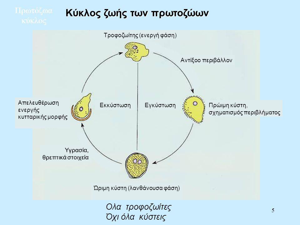 Κύκλος ζωής