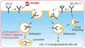 Νεότερα Φάρμακα: PCSK9 Ένζυμο που συνδέεται με τους LDL υποδοχείς και αυξάνει την αποδόμηση τους (ρυθμίζει τους υποδοχείς) PCSK9
