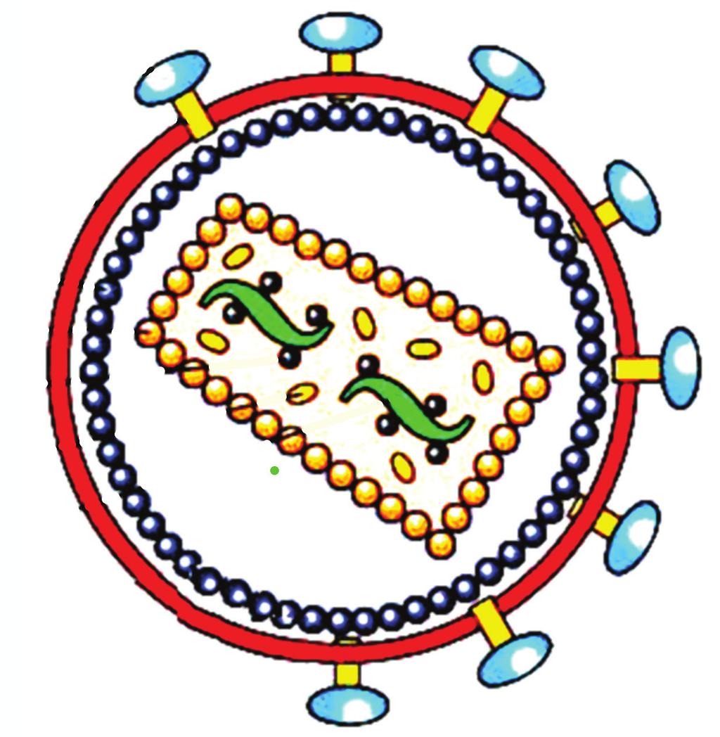 148 IMUNOLOGIJOS IR IMUNOTECHNOLOGIJOS PAGRINDAI Glikoproteinas gp 120 Glikoproteinas gp 41 Viruso apvalkalas Baltymas p17 Baltymas p24 Proteazė Atvirkštinė transkriptazė RNR 43 pav.