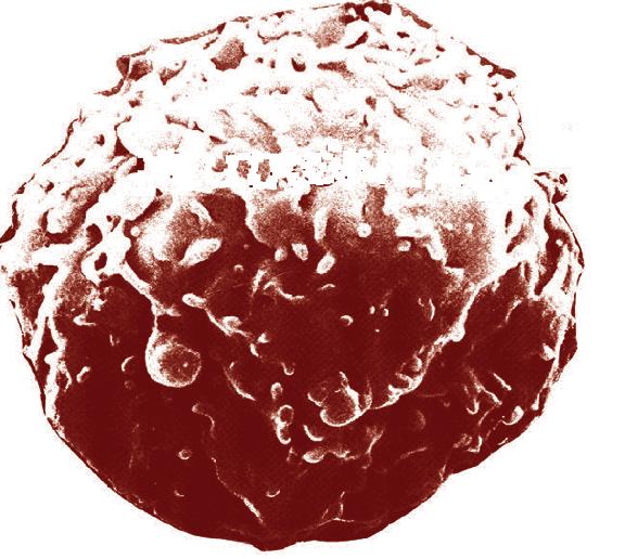 I Dalis V skyrius 61 Neutrofilai fagocitinės ląstelės, todėl jos aktyviai fagocituoja mikroorganizmus, ypač esant ūmiam uždegimui (19 pav.).