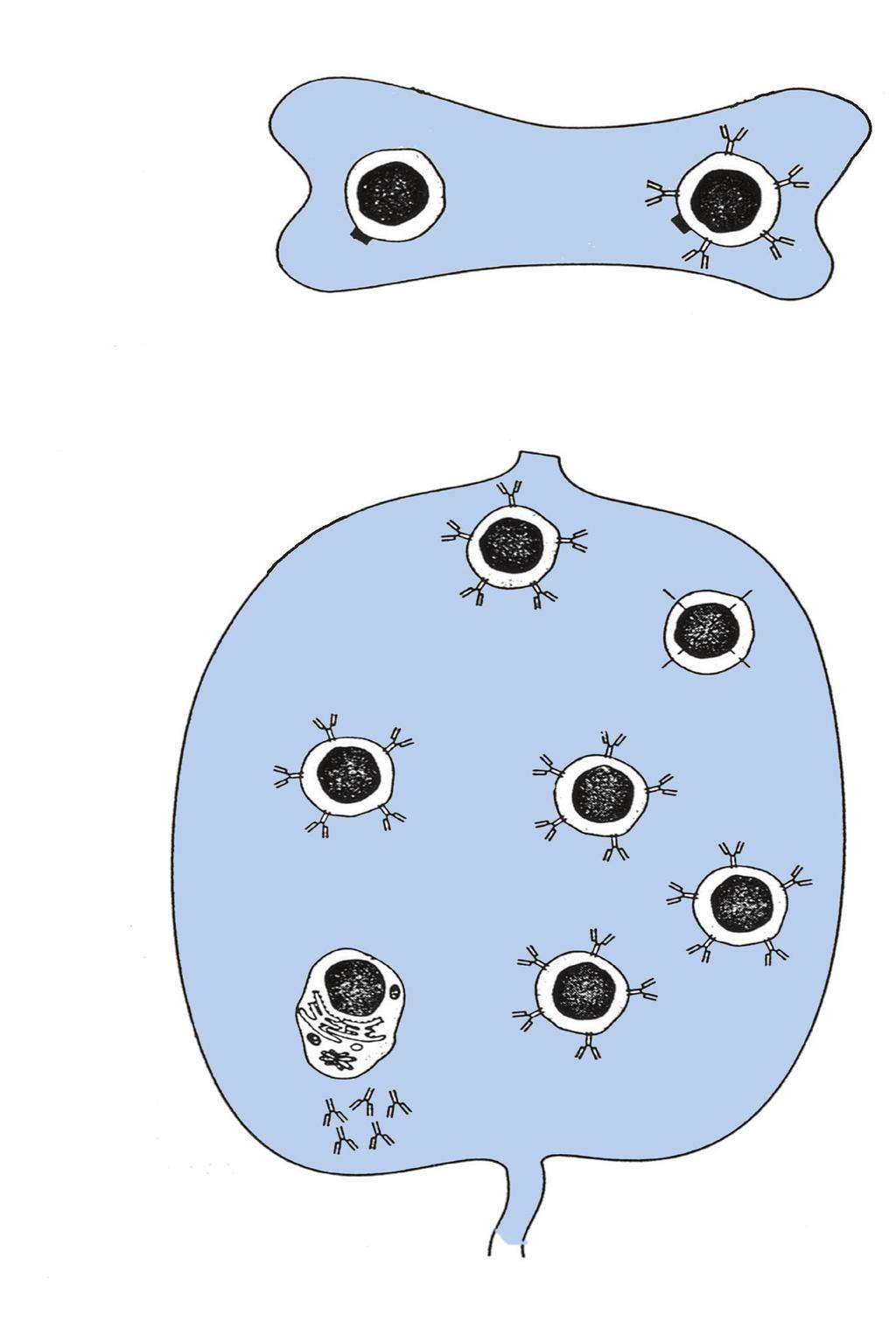 I Dalis V skyrius 69 Nuo antigeno nepriklausoma fazė (brendimas) B ląstelių pirmtakas Imunoglobulinų genų persitvarkymas Atranka Subrendusi B ląstelė Paviršiaus žymuo B220 Kaulų čiulpai Nuo antigeno