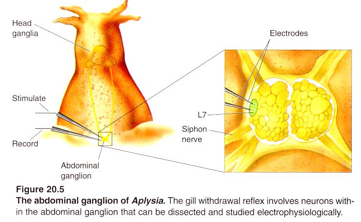 του βραγχίου στην Aplysia Το αντανακλαστικό