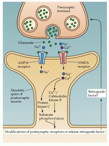 Η LTP στους νευρώνες του ιπποκάµπου Ενεργοποίηση CaM ΙΙ κινάσης Φωσφορυλλίωση ΑΜΡΑ υποδοχέων