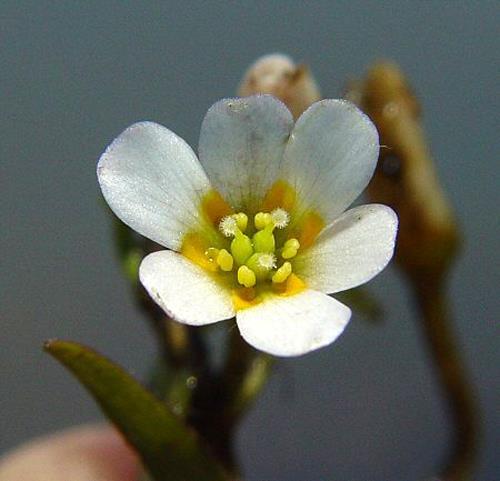 Nymphaeales trichopoda Yδρόβια φυτά ή φυτά