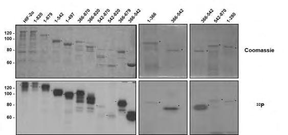 Εικόνα 42: Φωσφορυλίωση του HIF-2α πλήρους µεγέθους και μικρότερων τμημάτων του in vitro χρησιμοποιώντας ανασυνδυασμένη κινάση CK1δ.