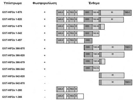 Εικόνα 43: Σχηματική απεικόνιση του HIF-2α πλήρους µεγέθους και των μικρότερων τμημάτων που κατασκευάστηκαν σε σύντηξη με την GST και των σχετικών επιπέδων φωσφορυλίωσής τους.