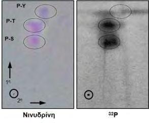 Εικόνα 44: Ανάλυση φωσφοαμινοξέων σε δύο διαστάσεις με τη μέθοδο της χρωματογραφίας λεπτής στοιβάδας (TLC) στο τμήμα GST-HIF-2α 366-542.