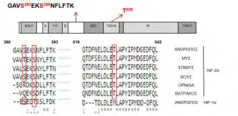 αποτελεί μέρος του κλασσικού μοτίβου αναγνώρισης από την CK1δ (E/DxxS/T). (Εικόνα 47).