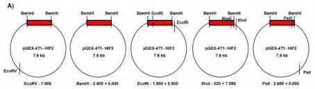 Εικόνα 48: Κλωνοποίηση και απομόνωση των GST-HIF-2α-S383A, GST-HIF-2α-S386A και GST-HIF-2α-T528A.