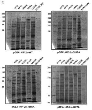 Coli που περιείχαν τα πλασμίδια για την έκφραση των πρωτεϊνών GST-HIF-2α-WT, GST-HIF-2α-S383A, GST-HIF-2α- S386A και GST-HIF-2α-T528A επωάστηκαν απουσία ή παρουσία IPTG.
