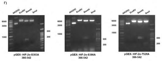 Εικόνα 49 Γ, Δ: Κλωνοποίηση και απομόνωση των επικρατειών 366-542 GST-HIF-2α-S383A, GST-HIF-2α-S386A και GST-HIF-2α-T528A.